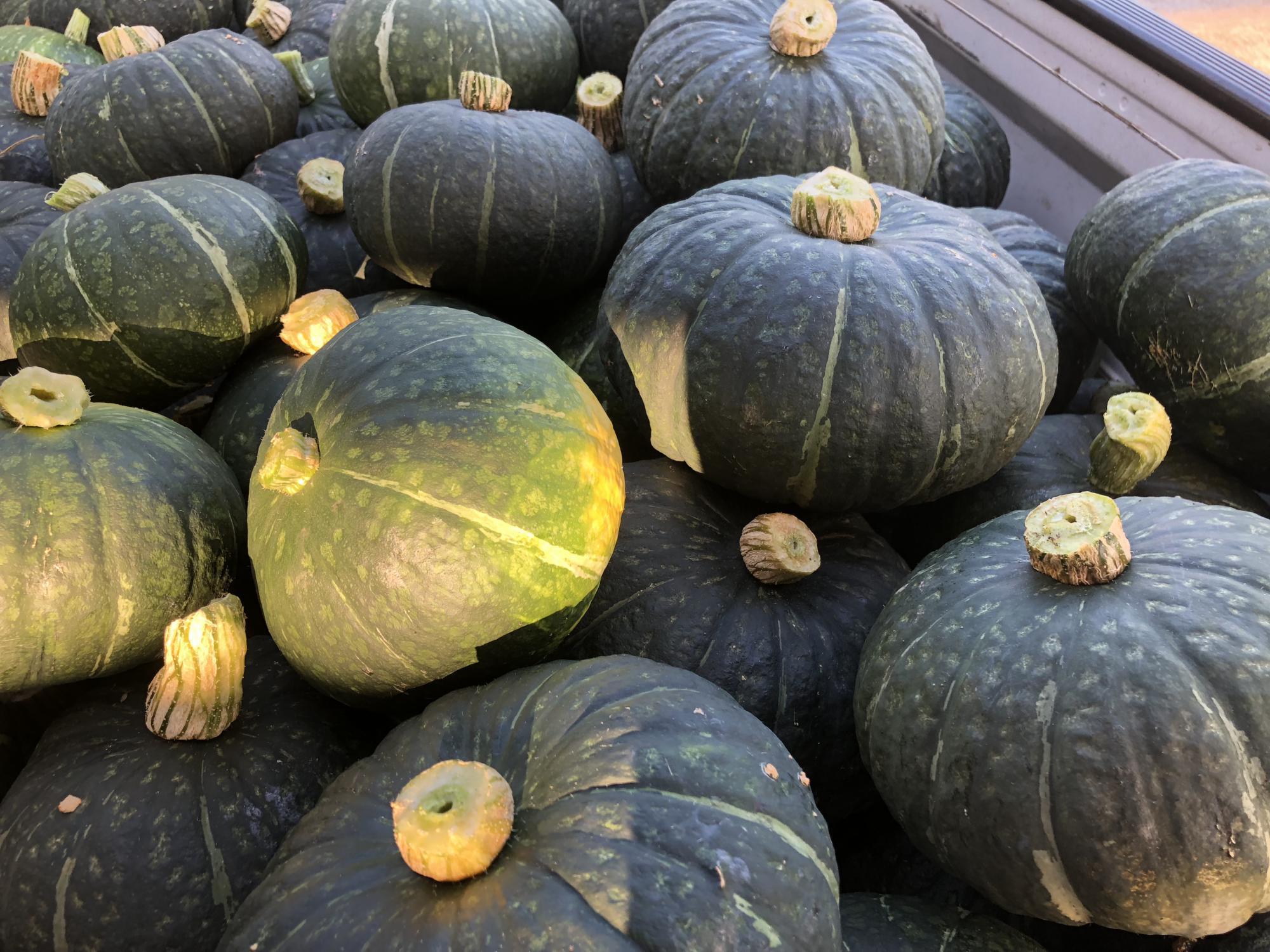事件です 収穫間近のかぼちゃが 和ファーム